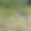 pissbank thumbnail
